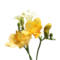 Hongyue a importé des flocons de neige parfumés et des bulbes de freesia des plantes vivaces en pot faciles à cultiver et à faire pousser des fleurs.