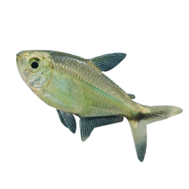 Black-tailed big hooked fish grass tank swordfish traffic light fish small tropical fish easy to maintain and live in groups ornamental fish fry