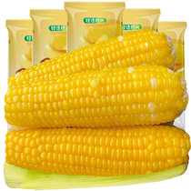 Qingyu Pickup Organic Yellow Waxy Corn newly picked in 24 years 260g*8 corn cobs sticky corn vacuum packed breakfast