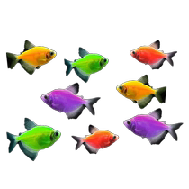Angel fish boutique ornamental fish small tropical fish freshwater fish colorful zebrafish guppies easy to maintain and live fry