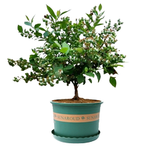 Blueberry tree seedlings potted cold-resistant blueberry seedlings for southern and northern courtyard planting with soil balls for delivery