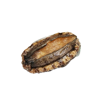 (Fresh) small abalone (18-20 heads 500g) single