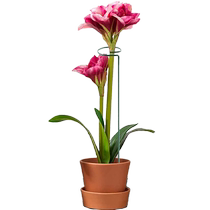 Hongyue anti-lodging ring bracket balcony potted butterfly orchid lily flower amaryllis red bulb plant flower stand