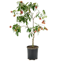 Lychee tree seedless lychee seedlings garden basin planting easy-to-live fruit tree fruit seedlings shipped with soil balls