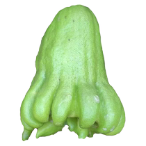 (One piece) Fresh Bergamot Hydroponic Fist Fruit Bergamot Fresh Fruit Picked Chayote Hydroponic Plant