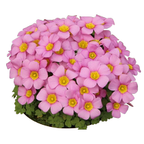 Hongyue sorrel seed bulb OB balcony potted pop-up flower garden planting bulb flower plants are easy to maintain