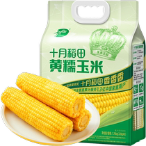 October rice field yellow waxy corn 220g*8 corn breakfast coarse grains low-fat sticky sweet soft corn