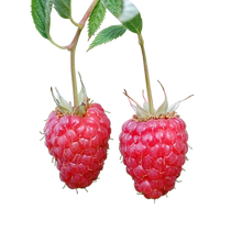 Rainbow raspberry seedling raspberry Potted plant Miao fruit sapling balcony patio can be eaten for many years with heat and cold resistance