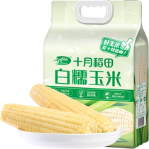October rice field corn white waxy corn 2 08kg*1 bag