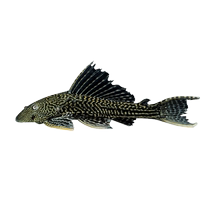 Ornamental fish Miao Qingdolfo fish Small fry Ornamental Light Cold Water Removal Algae Cleaner Fish Tank Except Manure Tool Fish