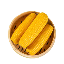 (New Corn) Yellow Sticky Waxy Corn on the Cob Northeast Fresh Low-Fat Soft Waxy Corn Vacuum Pack