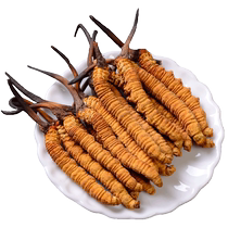 The Lingong Ridge Caterpillar Fungus freeze-dried caterpillar fungus 4 Genk 10 gr loaded with high price-performance ratio wild caterpillar to give a good taste