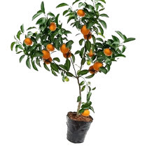 Sugar orange seedlings citrus seedlings southern fruit trees courtyard basin planting easy-to-live fruit trees fruit seedlings shipped with soil balls