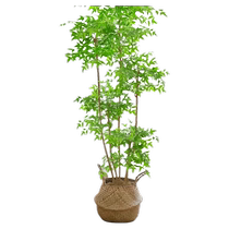 Nandina bamboo simulated green plants indoor large potted landscaping high-end light luxury living room bionic plants floor-standing fake flower trees
