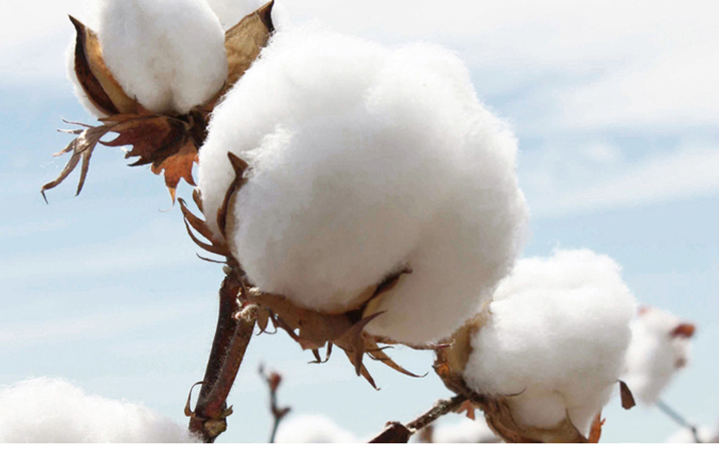 Hồng Kông Sha Benben cặp đôi mùa thu và đồ lót nam và nữ cotton lớn màu đỏ boxer cưới đỏ vớ quà tặng quan lot khe nam gioi