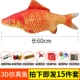 [Рекомендуется менеджером] Red Carp 60см с молнией [отправить 15 штук] Утолщенное ⅳ.