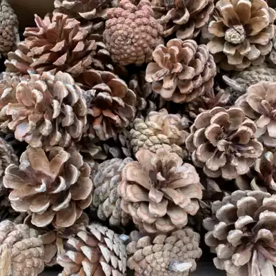 Pine cones ornaments pine Tower wild DIY handmade material dry flower creative kindergarten Mori vintage