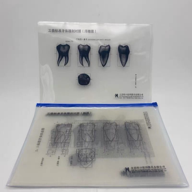 牙科口腔教学三倍标准牙体雕刻对照透明图牙体浮雕图线图11张包邮