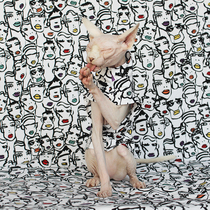 Custom Sphinx anti-off pure cotton spring summer and autumn brand cat clothes line cat clothes Tide brand thin hairless cat special