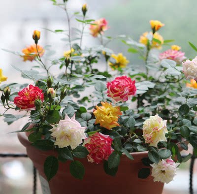 Balcony desktop miniature rose flower seedlings potted small multi-colored diamond roses with many gorgeous colors and super can bloom multiple heads