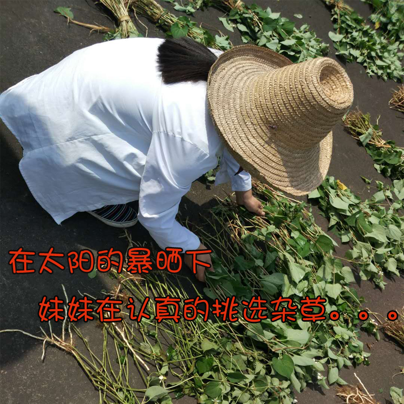 Xinshai Dried Wild Houttuynia cordata, 25 yuan per catty, can be chopped for a limited time