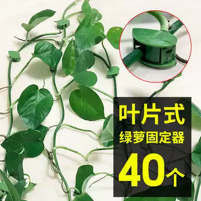 Golden Ge climbing artifact Green plant holder Golden Ge fixing indoor living room fixing clip Climbing green luo climbing buckle