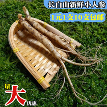 Fresh ginseng Northeastern Changbai Mountain fresh ginseng white ginseng RMBone A small fresh ginseng can be produced in the sun