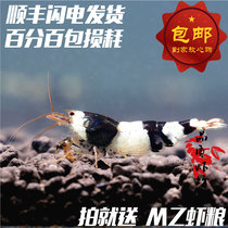 Quality shrimp shop black and white crystal shrimp live ornamental shrimp Pet shrimp practice crystal shrimp 0 8-1 2cm