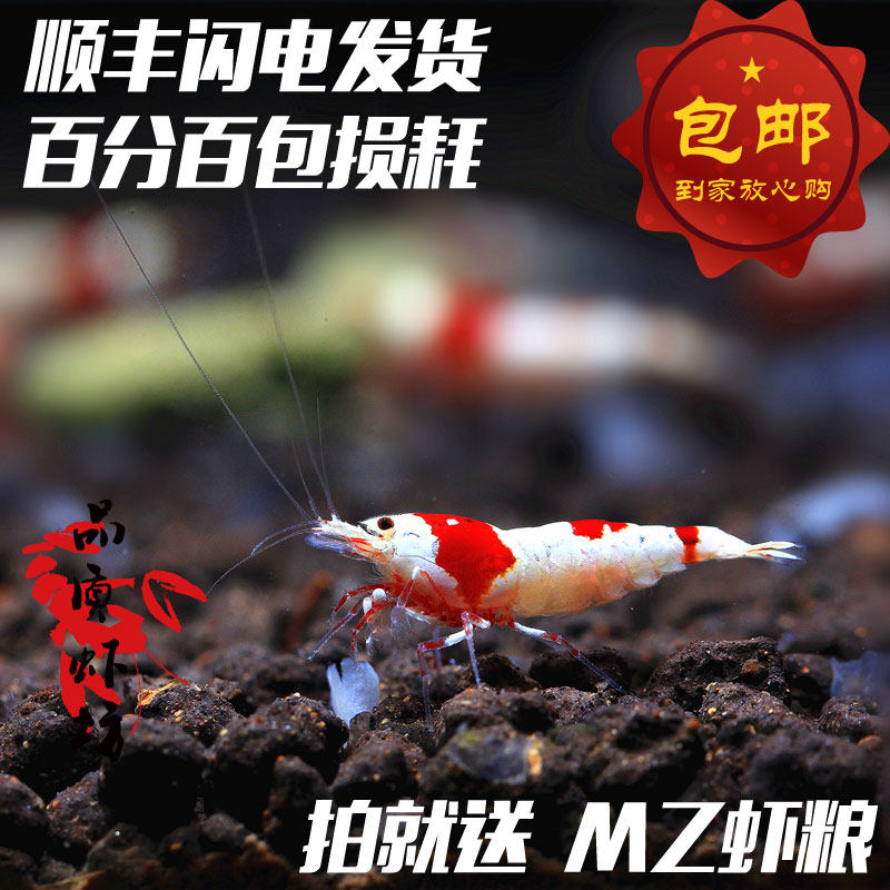 Quality shrimp square pure blood red and white crystal shrimp live three-line offspring ornamental shrimp meatballs white body prohibited