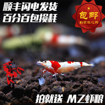 Quality shrimp square strain pure blood red and white crystal shrimp live three-line offspring ornamental shrimp meatballs white body prohibited