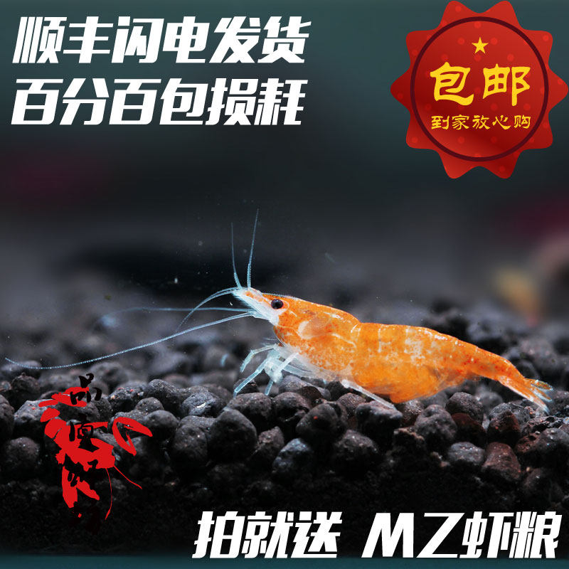 Quality shrimp Fang Xiang Ji Shi Shrimp Taiwan export grade adult Champagne orange live shrimp Pet ornamental algae shrimp