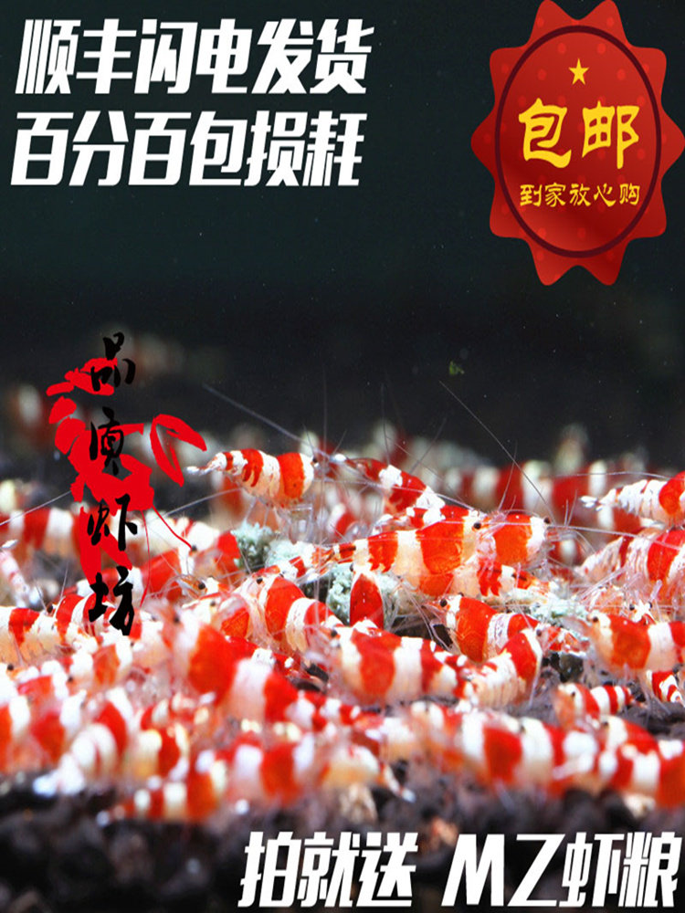 Quality shrimp shop Red and white crystal shrimp Live shrimp Ornamental shrimp package S-class practice shrimp Non-pure blood shrimp 0 5-1 2cm