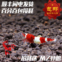 Quality shrimp shop pure blood wine red shrimp Crystal shrimp live red king shrimp ornamental shrimp 0 8-1 2cm Color random