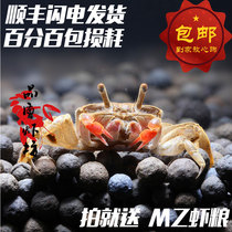 Quality shrimp Shop Mini chili crab Ornamental crab Live deep-water amphibious crab Pet crab can be mixed with shrimp to remove insects