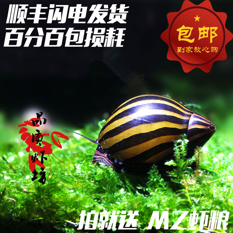 Quality shrimp square domestic zebra snail live watermelon snail ornamental snail algae removal tool snail pet snail soda snail