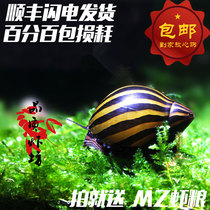 Quality shrimp square Domestic zebra snail Live watermelon snail Ornamental snail Algae removal tool snail Pet snail Soda snail