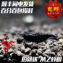 Quality shrimp shop Black king kong rice shrimp Dark chocolate shrimp live grass tank Pet shrimp ornamental shrimp report damage to shrimp food