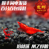 Quality shrimp shop Extreme fire shrimp adult female shrimp Live flame shrimp Algae removal Ornamental shrimp Non-painted 1 5-2 0cm