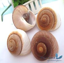 Natural Sea Snail Shells Big Cat Eye Snail 8CM Sea Snail Pendulum fish tank