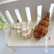 ★Natural sea snail seashells striped Massachusetts snail 2-3CM