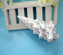 Natural Sea Snail Shells Chinese Crab Patron Sea Bay Snail 10 cm Sea Snail