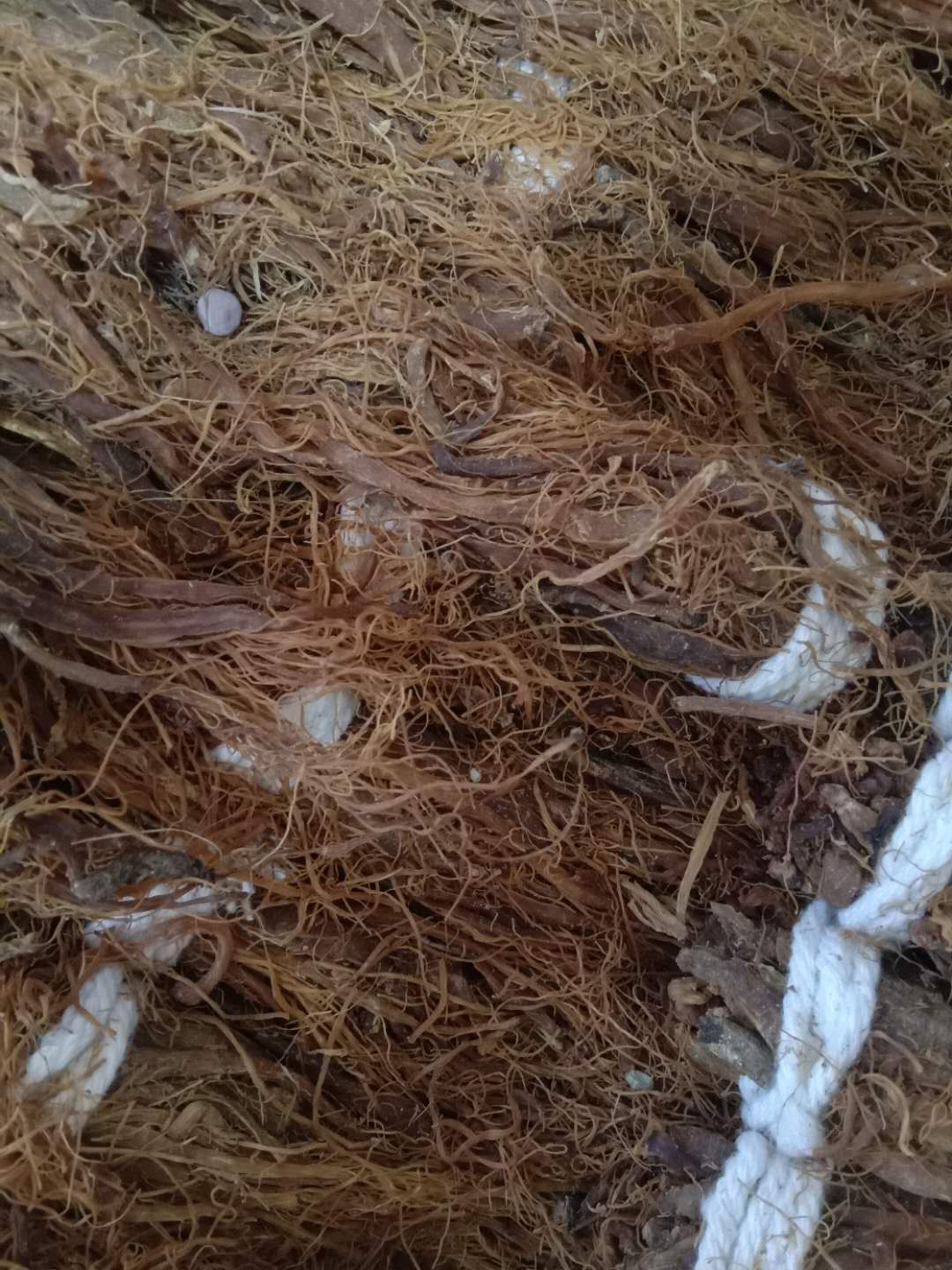 Red ginseng to be attended by Changbai Mountain Mount ginseng High-ginseng red ginseng Flowers Tea-Taobao