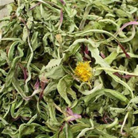 Chinese herbal medicine home species dandelion without heel Oh color green dandelion sub-Taobao