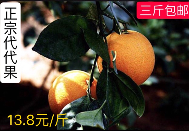 (Spot)Jinhua authentic soil generation fruit Tortoise Tortoise fruit Lime generation orange Citrus aurantium back to green orange 