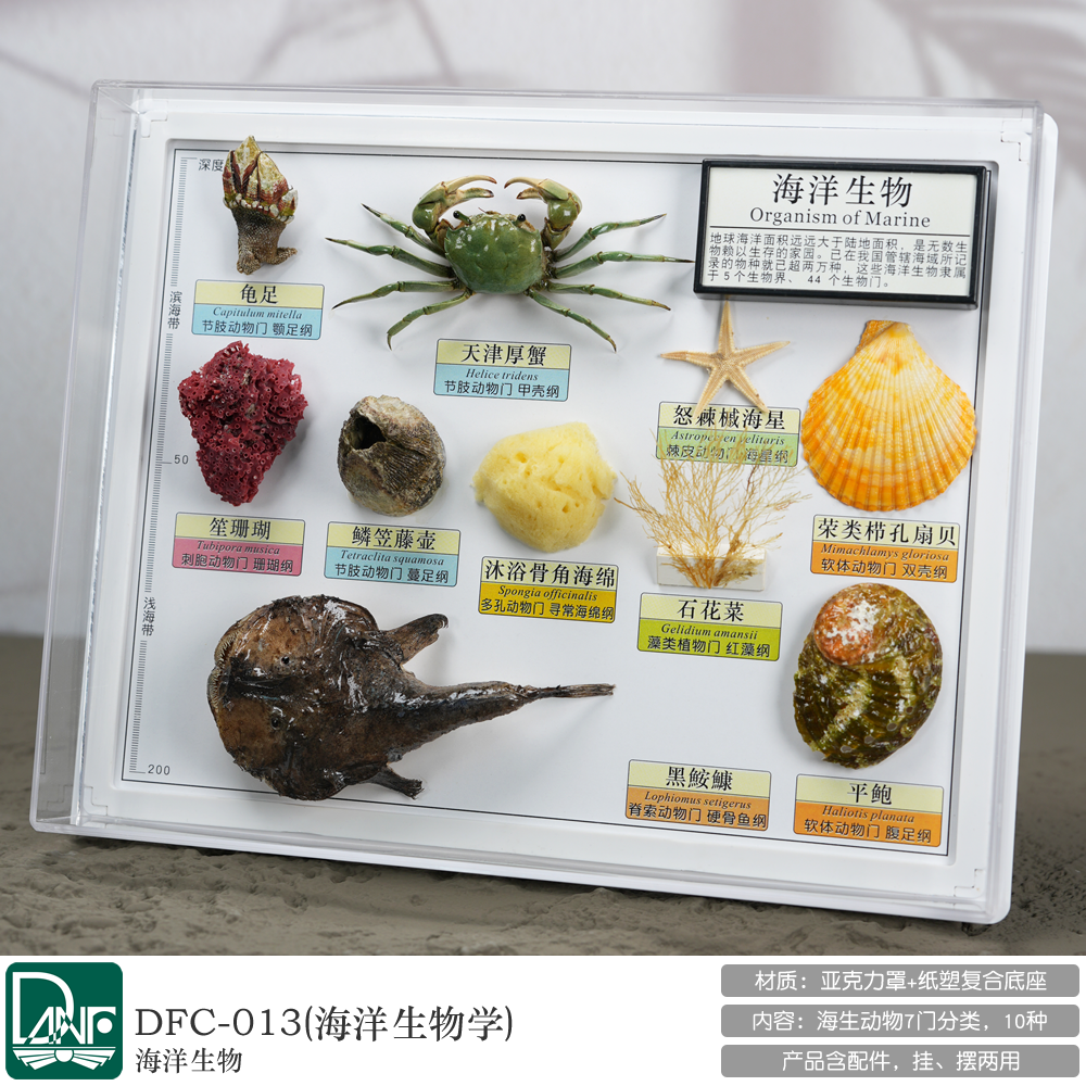 海洋生物 贝壳 海洋甲壳动物 偕老同穴 科研级别精工标本 丹丰DFC