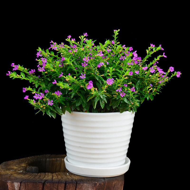 茉莉花苗鲜花盆景物满天星花木盆栽花盆花阳台室内办公室