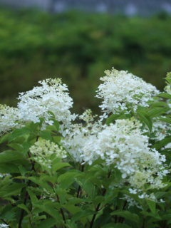 Old Gardener's Conical Hydrangea Potted Plant is Tall, Strong and Easy to Plant