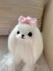 ຜົມສັດລ້ຽງ Princess Pink Hair Clip BB Clip Teddy Yorkshire Maltese Dog Clip Hair Clip