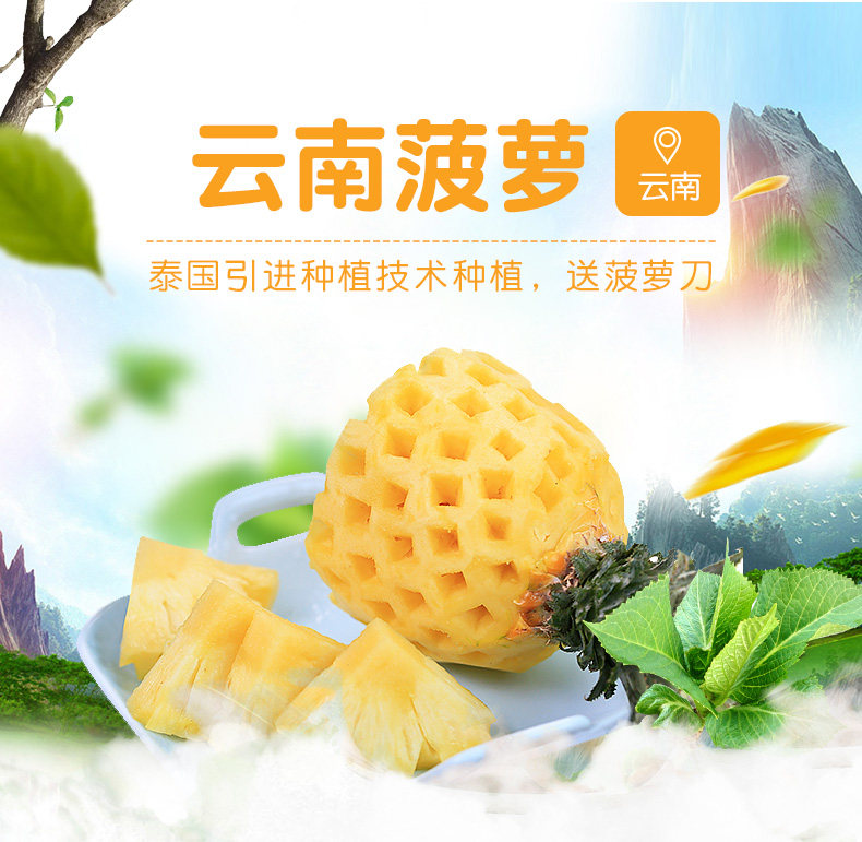 西域美农 云南蜜香菠萝 净重9斤 图2