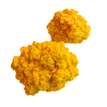 1 catties Yunnan specialty edible fungus 2020 fresh golden ear Tibet Linzhi special golden fungus brain ear